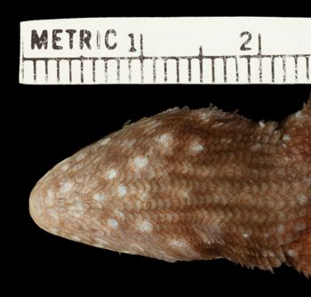 Media type: image;   Herpetology R-81099 Aspect: head ventral